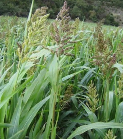 Sorghum sudanense seed